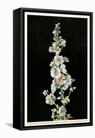 Globe Mallow, Yellowstone National Park-null-Framed Stretched Canvas