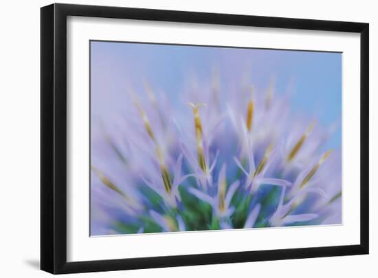 Globe Thistle Abstract-Don Paulson-Framed Giclee Print