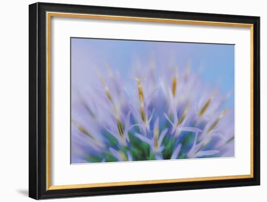 Globe Thistle Abstract-Don Paulson-Framed Giclee Print