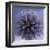 Globe Thistle-Don Paulson-Framed Giclee Print