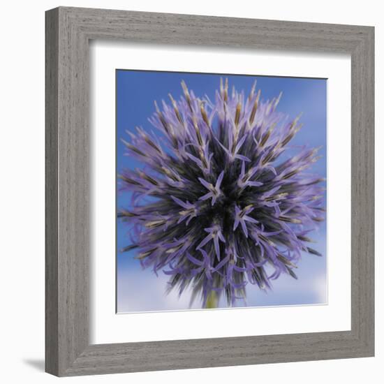 Globe Thistle-Don Paulson-Framed Giclee Print