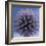 Globe Thistle-Don Paulson-Framed Giclee Print