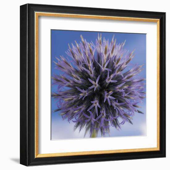 Globe Thistle-Don Paulson-Framed Giclee Print