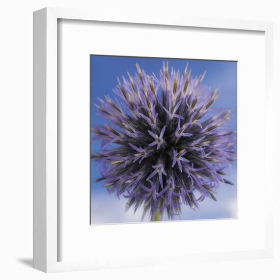 Globe Thistle-Don Paulson-Framed Giclee Print