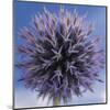 Globe Thistle-Don Paulson-Mounted Giclee Print