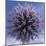 Globe Thistle-Don Paulson-Mounted Giclee Print