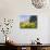 Globeflower, Karwendel Mountain Range, Austria-Martin Zwick-Photographic Print displayed on a wall