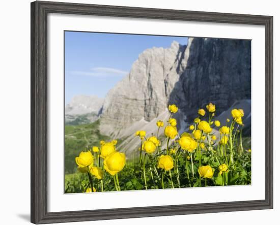 Globeflower, Karwendel Mountain Range, Austria-Martin Zwick-Framed Photographic Print