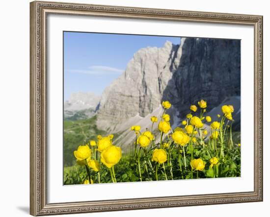 Globeflower, Karwendel Mountain Range, Austria-Martin Zwick-Framed Photographic Print