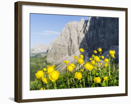Globeflower, Karwendel Mountain Range, Austria-Martin Zwick-Framed Photographic Print