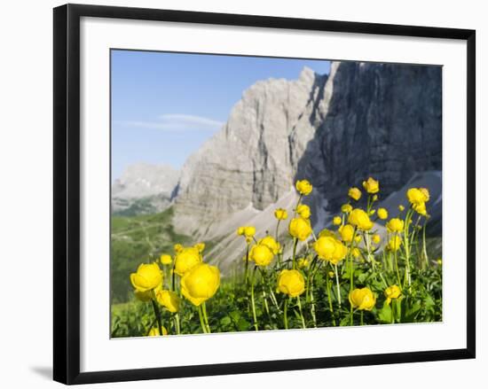 Globeflower, Karwendel Mountain Range, Austria-Martin Zwick-Framed Photographic Print