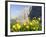 Globeflower, Karwendel Mountain Range, Austria-Martin Zwick-Framed Photographic Print