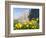 Globeflower, Karwendel Mountain Range, Austria-Martin Zwick-Framed Photographic Print