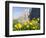 Globeflower, Karwendel Mountain Range, Austria-Martin Zwick-Framed Photographic Print