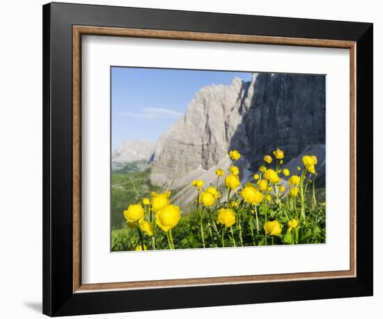 Globeflower, Karwendel Mountain Range, Austria-Martin Zwick-Framed Photographic Print