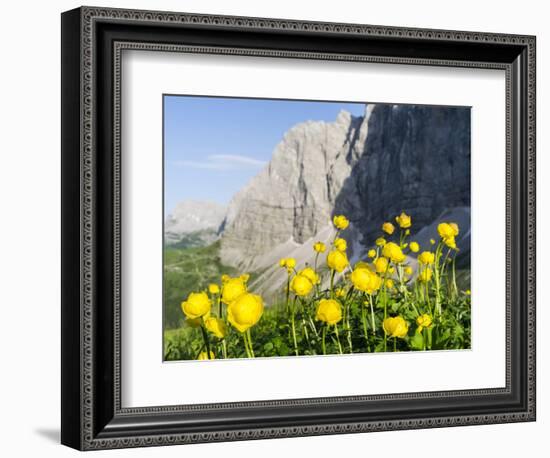 Globeflower, Karwendel Mountain Range, Austria-Martin Zwick-Framed Photographic Print