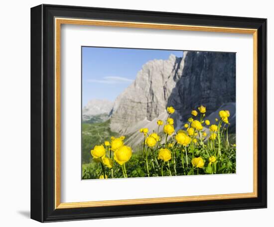 Globeflower, Karwendel Mountain Range, Austria-Martin Zwick-Framed Photographic Print