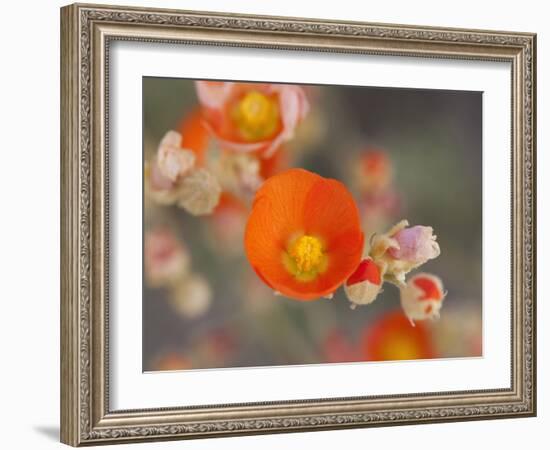 Globemallow or Apricot Mallow, Mojave National Preserve, California, Usa-Jamie & Judy Wild-Framed Photographic Print