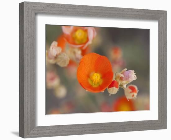 Globemallow or Apricot Mallow, Mojave National Preserve, California, Usa-Jamie & Judy Wild-Framed Photographic Print