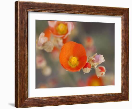 Globemallow or Apricot Mallow, Mojave National Preserve, California, Usa-Jamie & Judy Wild-Framed Photographic Print