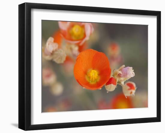 Globemallow or Apricot Mallow, Mojave National Preserve, California, Usa-Jamie & Judy Wild-Framed Photographic Print