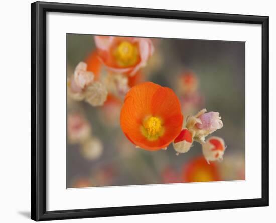 Globemallow or Apricot Mallow, Mojave National Preserve, California, Usa-Jamie & Judy Wild-Framed Photographic Print