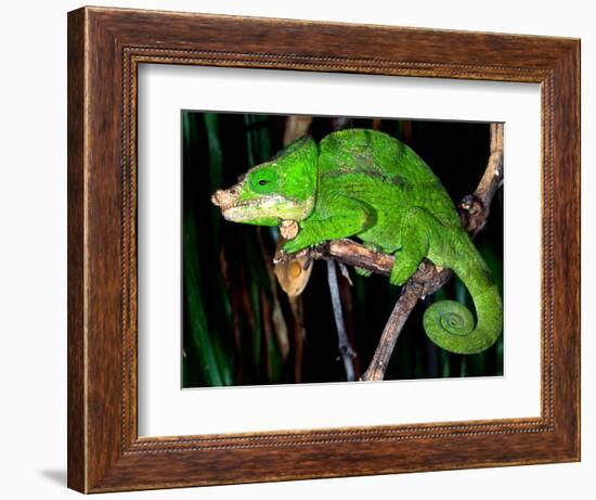 Globifer Chameleon, Native to Madagascar-David Northcott-Framed Photographic Print