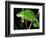 Globifer Chameleon, Native to Madagascar-David Northcott-Framed Photographic Print