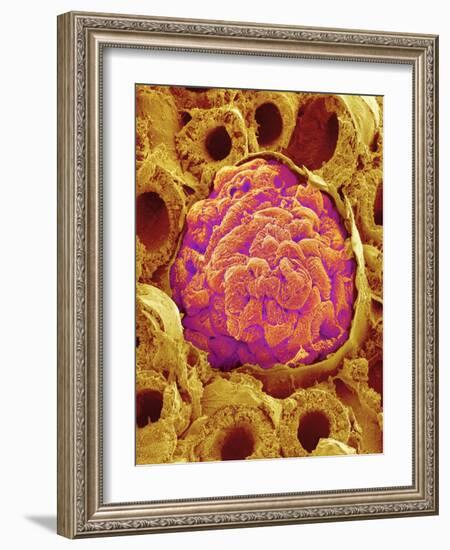 Glomerulus from Rat Kidney-Micro Discovery-Framed Photographic Print