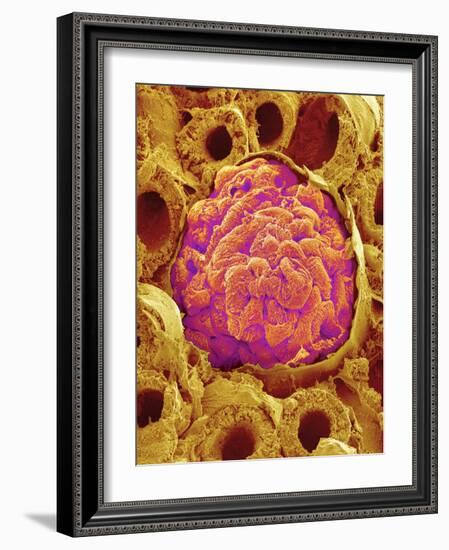 Glomerulus from Rat Kidney-Micro Discovery-Framed Photographic Print