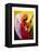 Gloria in Excelcis Deo, 2011-Patricia Brintle-Framed Premier Image Canvas