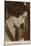 Gloria Swanson-null-Mounted Photographic Print