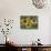 Gloriosa Daisy, Oldham County, Kentucky, USA-Adam Jones-Photographic Print displayed on a wall