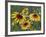 Gloriosa Daisy, Oldham County, Kentucky, USA-Adam Jones-Framed Photographic Print