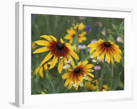 Gloriosa Daisy, Oldham County, Kentucky, USA-Adam Jones-Framed Photographic Print