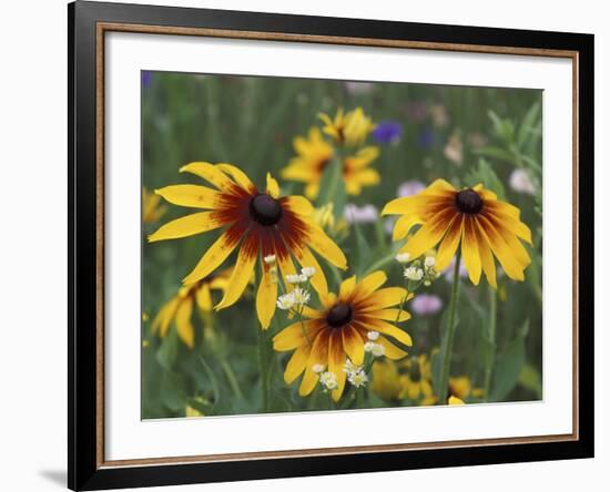 Gloriosa Daisy, Oldham County, Kentucky, USA-Adam Jones-Framed Photographic Print