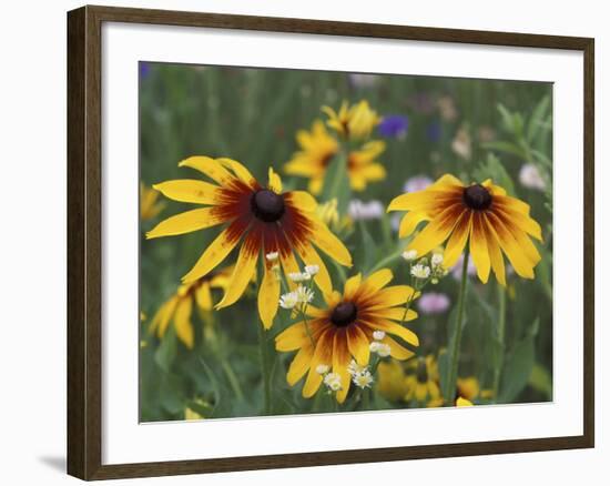 Gloriosa Daisy, Oldham County, Kentucky, USA-Adam Jones-Framed Photographic Print