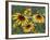 Gloriosa Daisy, Oldham County, Kentucky, USA-Adam Jones-Framed Photographic Print