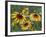 Gloriosa Daisy, Oldham County, Kentucky, USA-Adam Jones-Framed Photographic Print