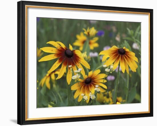 Gloriosa Daisy, Oldham County, Kentucky, USA-Adam Jones-Framed Photographic Print