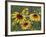 Gloriosa Daisy, Oldham County, Kentucky, USA-Adam Jones-Framed Photographic Print