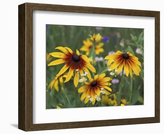 Gloriosa Daisy, Oldham County, Kentucky, USA-Adam Jones-Framed Photographic Print