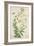 Gloriosa Superba Linn, 1800-10-null-Framed Giclee Print