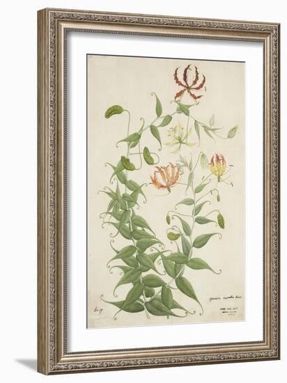 Gloriosa Superba Linn, 1800-10-null-Framed Giclee Print