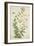 Gloriosa Superba Linn, 1800-10-null-Framed Giclee Print