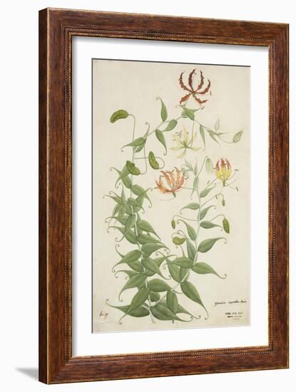 Gloriosa Superba Linn, 1800-10-null-Framed Giclee Print