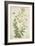 Gloriosa Superba Linn, 1800-10-null-Framed Giclee Print