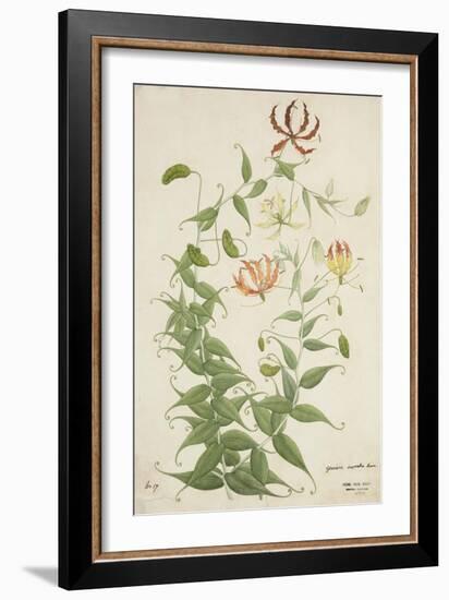 Gloriosa Superba Linn, 1800-10--Framed Giclee Print