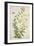 Gloriosa Superba Linn, 1800-10-null-Framed Giclee Print