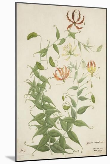 Gloriosa Superba Linn, 1800-10-null-Mounted Giclee Print